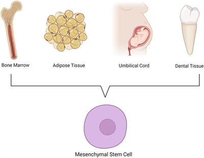 Revolutionizing orofacial pain management: the promising potential of stem cell therapy